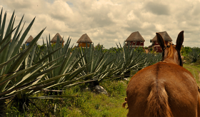 Sisal fields in the Yucatan, Mexico – Best Places In The World To Retire – International Living